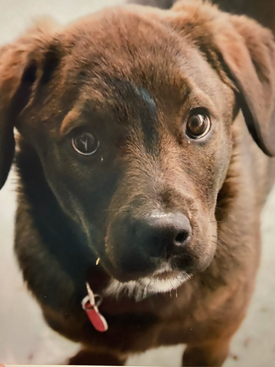 RIP old pup ❤️ 🐕