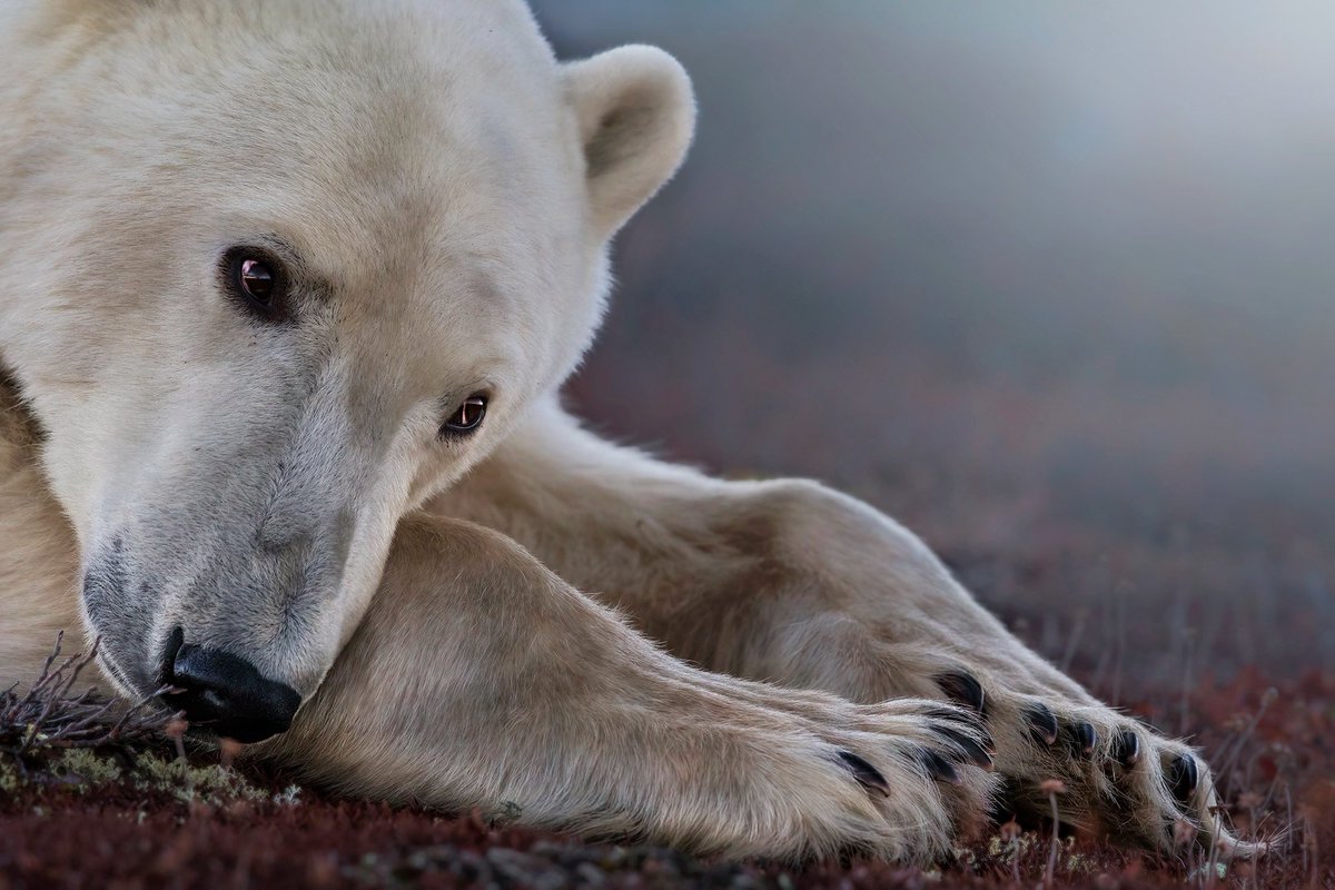 🐻‍❄️ Dave Sandford 🦌 tweet media