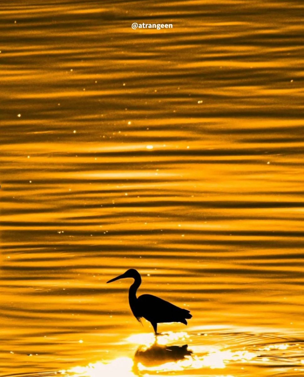 LensationNM's tweet image. It's #FeatureFriday!🌟

Captured by @atrangeen 📸

Attach your best clicks here to get a chance to be featured -
drive.google.com/folderview?id=…

#Photography #PhotographyFeature #PhotoOfTheDay