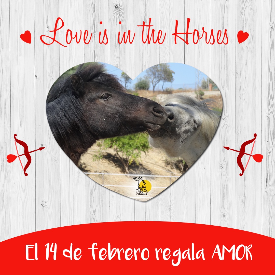 ProtectoraTlCdM's tweet photo. Este 14 de febrero puedes tener un detalle original con esa persona especial. Regálale amor, regálale el apadrinamiento de alguno de nuestros animales. 

🎶Love is in the horses...🎶

https://t.co/FYyH3xeXTw https://t.co/Iy8G6fNSC3