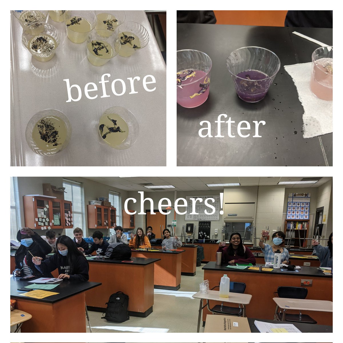 mrs_mc_science's tweet photo. Butterfly pea flowers and lemonade to enjoy while learning about #acidbaseindicators in #apchem @WFHS_HS https://t.co/4x4ODmkmWh