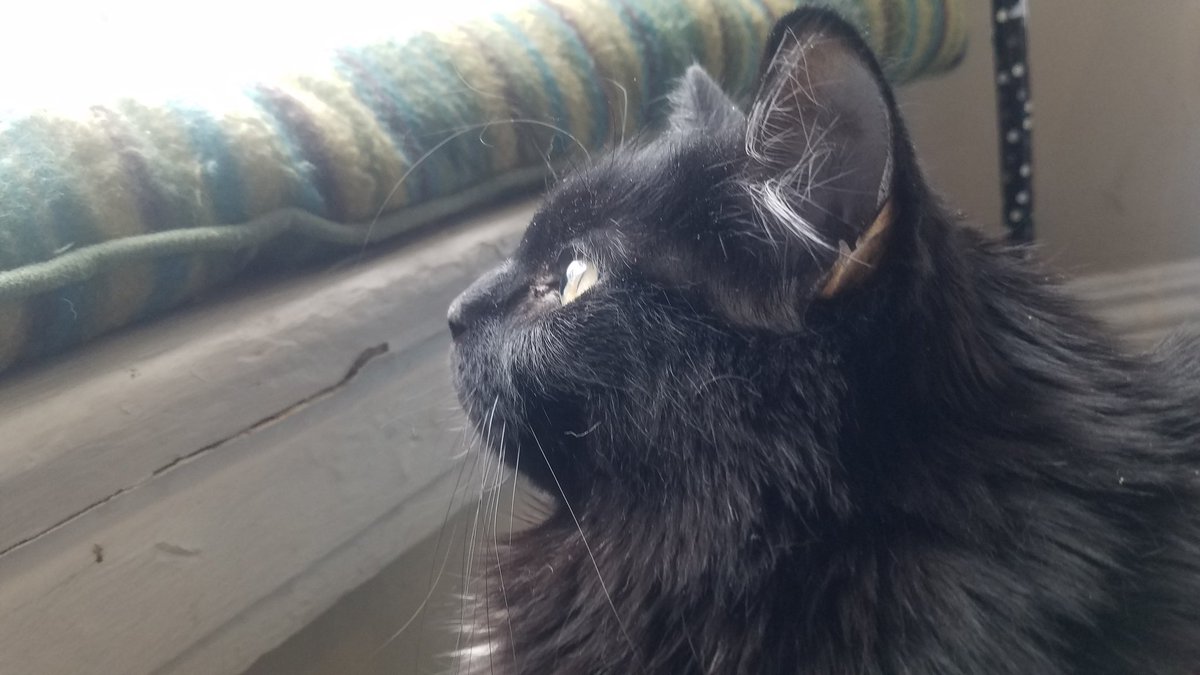 binxaroni's tweet photo. Heeeere birdy birdy birdy....
#CatsOfTwitter #AdoptDontShop #cute #cats https://t.co/I9xkYT1iFn