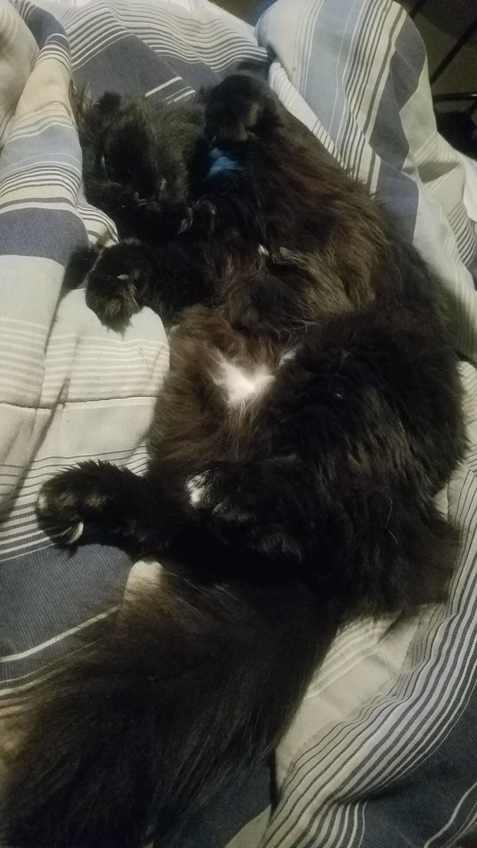 binxaroni's tweet photo. @Beast_the_Cat FLOOF HERE REPORTING FOR NAPTIME! ❤️ https://t.co/zFO7nzlOH5