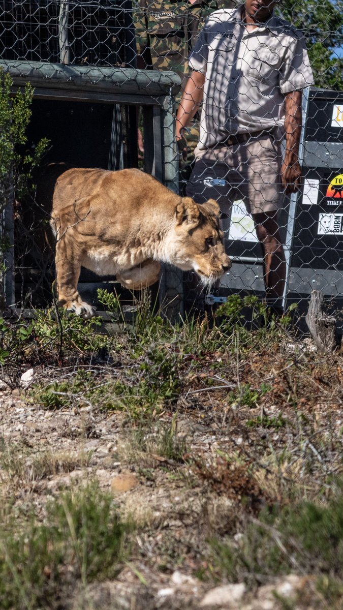 BornFreeFDN's tweet image. A huge thanks to our friends at @LazyLionsNFT who have generously donated to cover a year’s specialist care for Angela and Louga, and also sponsored a lion in our Born Free Forever exhibition in London, as part of our Year of the Lion celebrations. #LionsOfLockdown 🧡🦁