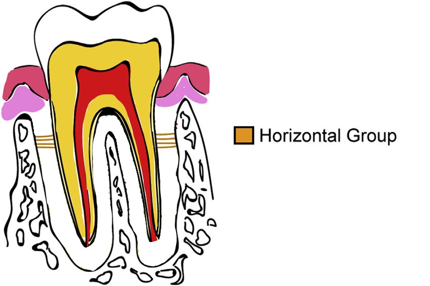 THE PRINCIPAL FIBERS OF THE PDL Dental_by_Hadeel Thread from هديل 🕊