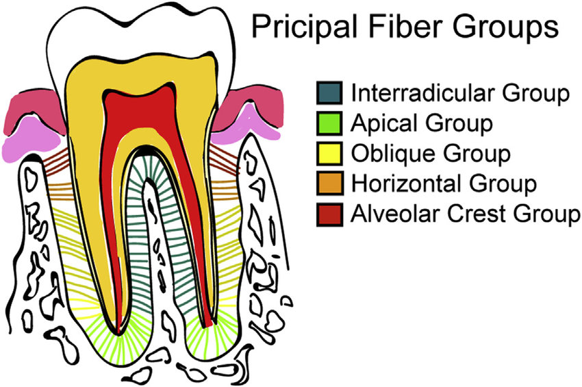 THE PRINCIPAL FIBERS OF THE PDL

#Dental_by_Hadeel https://t.co/FevuBGBLct