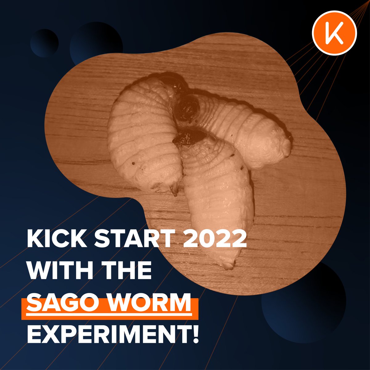 KeetaSpace's tweet photo. Here at KEETA, the work toward space food research is now progressing at a refined pace as we start the year by taking a look at our insect utilization team on their journey to experiment with the sago worm!
.
#keeta
#keetafuturefood
#spacefood
#deepspacefoodchallenge https://t.co/SBdGUolxJU