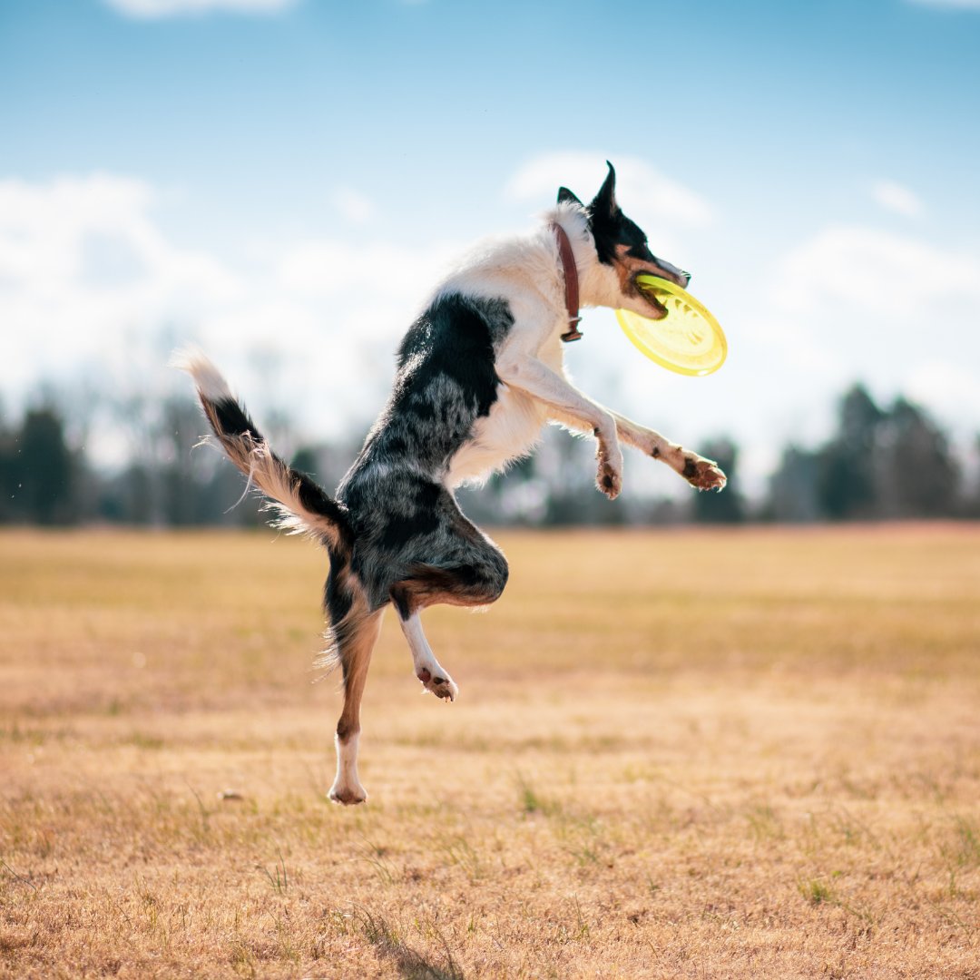 Joint health is one of our top priorities! Whether your pup is very active or a relaxed chilled dog, we're always promoting healthy ways to protect their joints and keep them feeling young!