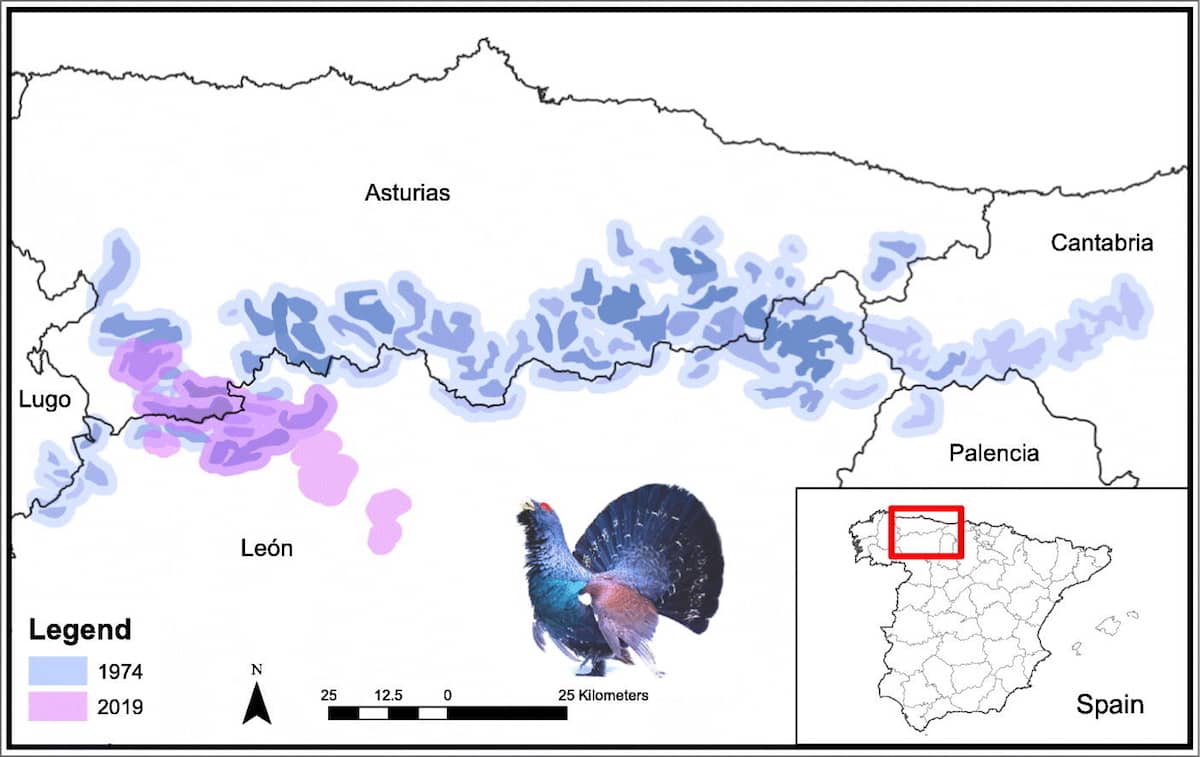 Nuevos datos confirman la dramática situación poblacional del #urogallo en la cordillera Cantábrica ⚠️ Sus efectivos son claramente insuficientes para mantener una población estable ‼️➡️ bit.ly/3urY9Kl