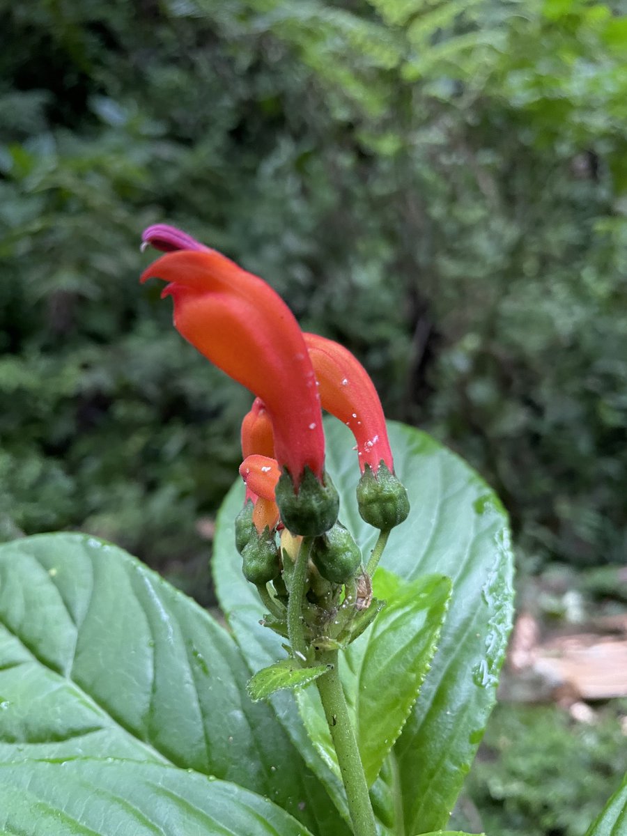 Lagomarsino_L's tweet photo. The #Andes2022 team spent the last couple days in #Chicaque Natural Park 🇨🇴, a well-conserved forest just outside of the huge metropolis of Bogotá. Impressive views, great trails, and many (but not all 😢) of the plants we hoped to find. Bueno, así as. #fieldwork https://t.co/OtkYQ8wWqx