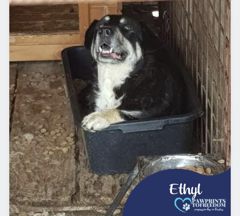 Pawprints2F's tweet photo. Poor Ethyl, she's biding her time in the shelter &amp; always gets overlooked.😢And she's such a sweet girl, gets on with children &amp; the dogs she lives with. Is there someone out there for 8yo Ethyl - she doesn't want to spend the rest of her life alone in a shelter?#rescuedogs #dogs https://t.co/6P4gvb235e