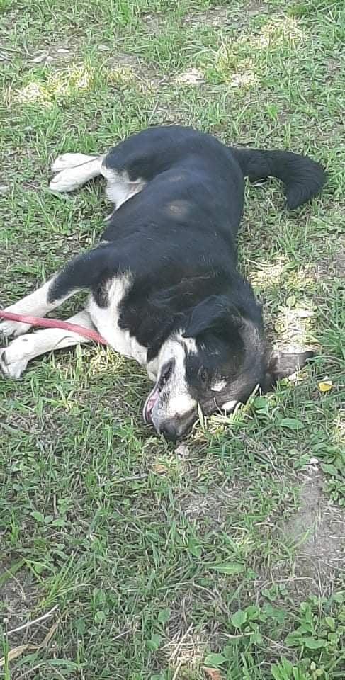 Pawprints2F's tweet photo. Poor Ethyl, she's biding her time in the shelter &amp; always gets overlooked.😢And she's such a sweet girl, gets on with children &amp; the dogs she lives with. Is there someone out there for 8yo Ethyl - she doesn't want to spend the rest of her life alone in a shelter?#rescuedogs #dogs https://t.co/6P4gvb235e