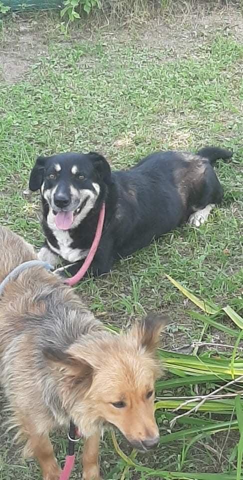 Pawprints2F's tweet photo. Poor Ethyl, she's biding her time in the shelter &amp; always gets overlooked.😢And she's such a sweet girl, gets on with children &amp; the dogs she lives with. Is there someone out there for 8yo Ethyl - she doesn't want to spend the rest of her life alone in a shelter?#rescuedogs #dogs https://t.co/6P4gvb235e