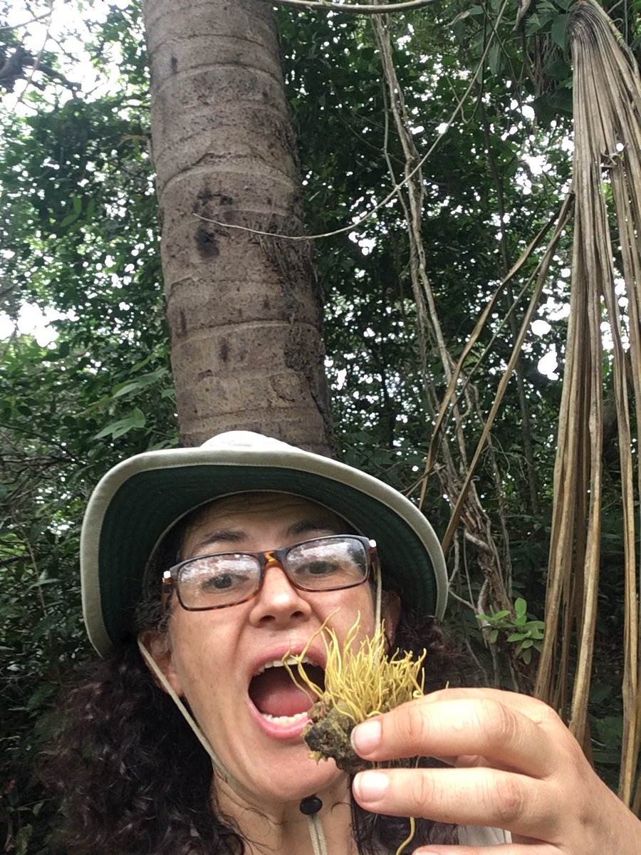 tsanjuan's tweet photo. Soy Tatiana Sanjuan, mujer, esposa, madre y científica micoloca, me dedico al estudio de los 🍄 en Colombia en especial los que vuelven zombies a los 🐜🐞🦟#spamdecientificas #11Febrero #MujeresEnCiencia https://t.co/9LKu0W0obx