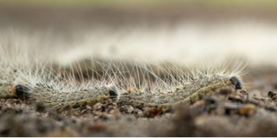 FeraScience's tweet photo. #IAFRI PhD Studentship: Developing insecticidal peptides/proteins as biopesticides for the control of lepidopteran pests
Application Closing Date: 28 February 2022
How to apply: https://t.co/9Uf3OBwFNs
Supervisor: Neil Audsley
#PhDs #studentship #biopesticides #Insecticidal https://t.co/EPRvHuR29l