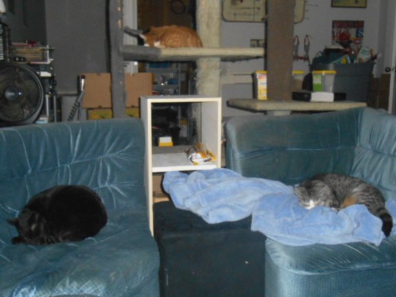 FuriousHare's tweet photo. @Theresaroets911 My #CatRainbow. Left to right : Dream, Holly, Granny.
#CatsOfTwitter
#catnoirfriday https://t.co/aWf7XG1fLD