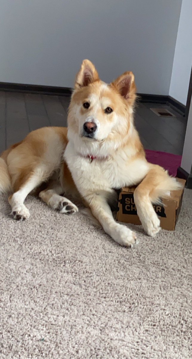 Kylo is excited for and protective of his February <a href="/barkbox/">BarkBox</a> 😂😂