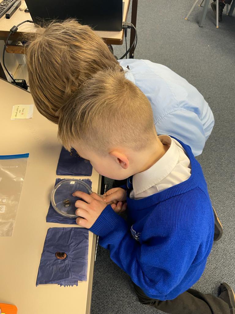 rothwellstmarys's tweet photo. Y2 were very excited to see that their seeds had started to germinate. #scientistsontwitter #germination https://t.co/i4dmedNI4X