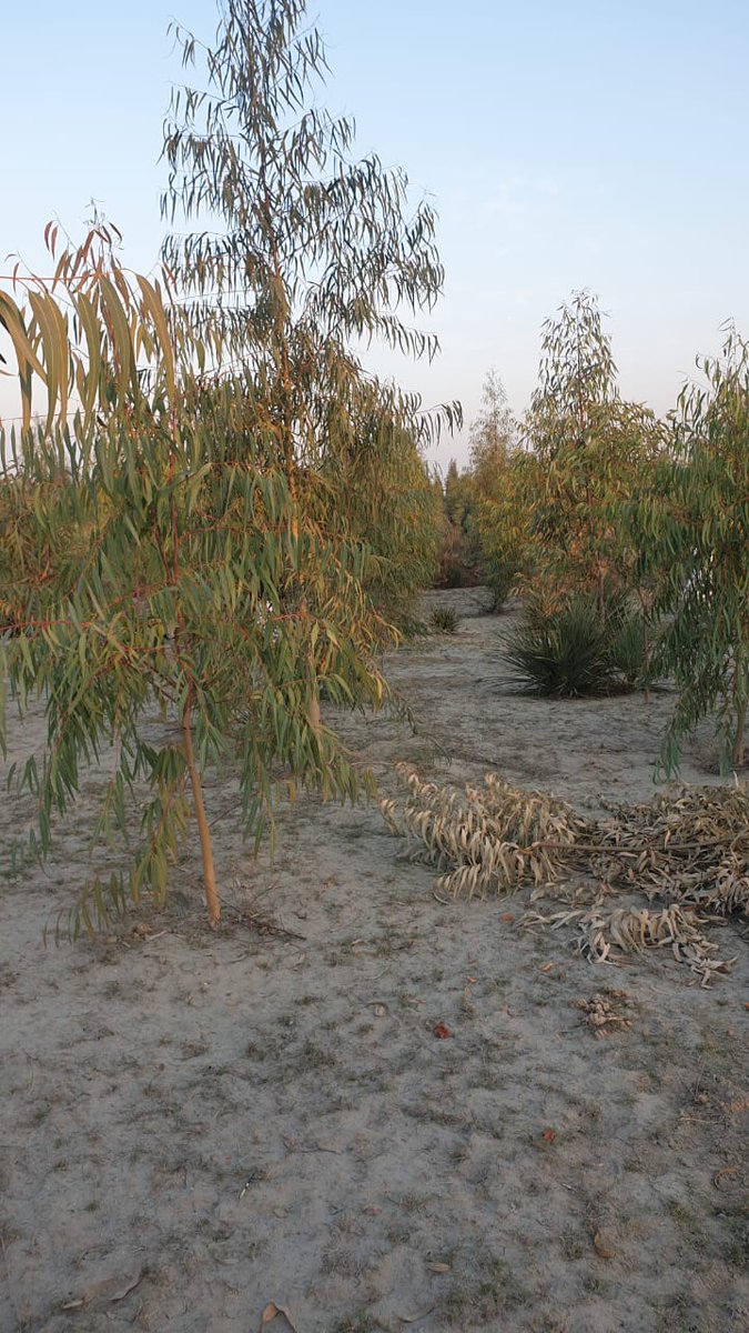 FEWDKPGovt's tweet image. #SpringPlantation:Bannu Forest Dvn inspected Nursery and block plantation sites at Bermi khel(50ha),AliKhan Wanda (80ha) Thanedar Station(137ha) &amp;amp; Wanda Mir Alam (58ha).The Field Formations were advised to promote indigenous species. Plants distribution amongst farmers also held.