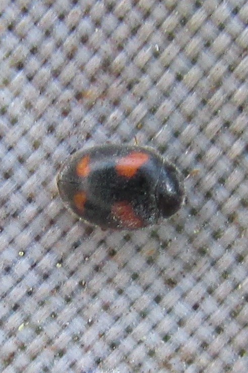 jewels_andrew's tweet photo. #LadybirdYearList Species 16: Ivy Ladybird (Nephus quadrimaculatus) in a reliable Ivy covered tree trunk in Waltham Abbey, Essex today. #MicroLadybird #inconspicuousladybirds https://t.co/xO29G16iK9