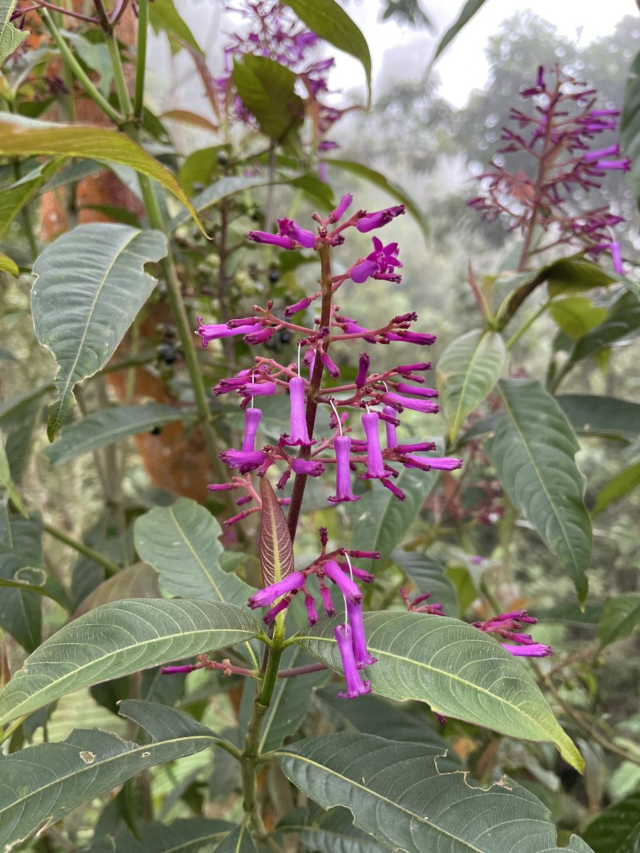 Lagomarsino_L's tweet photo. Enjoy some gratuitous plant pics from #Chicaque (including a #Citharexylum for @funauntlaura)! #Andes2022 https://t.co/Nf6gGolgR3