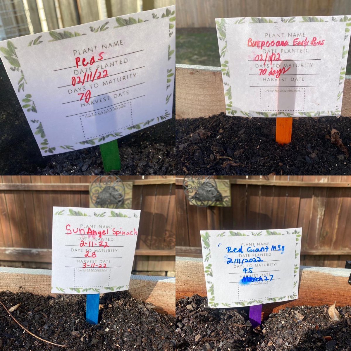 PWAwsNC's tweet photo. Today in the garden we checked up on our growing collards, cabbage, broccoli, and kale. We also planted chives, peas, mustard greens, and spinach! If you would like to be part of our garden please message us for more details! We’d love to have you join us! https://t.co/QFsw61Ob7a