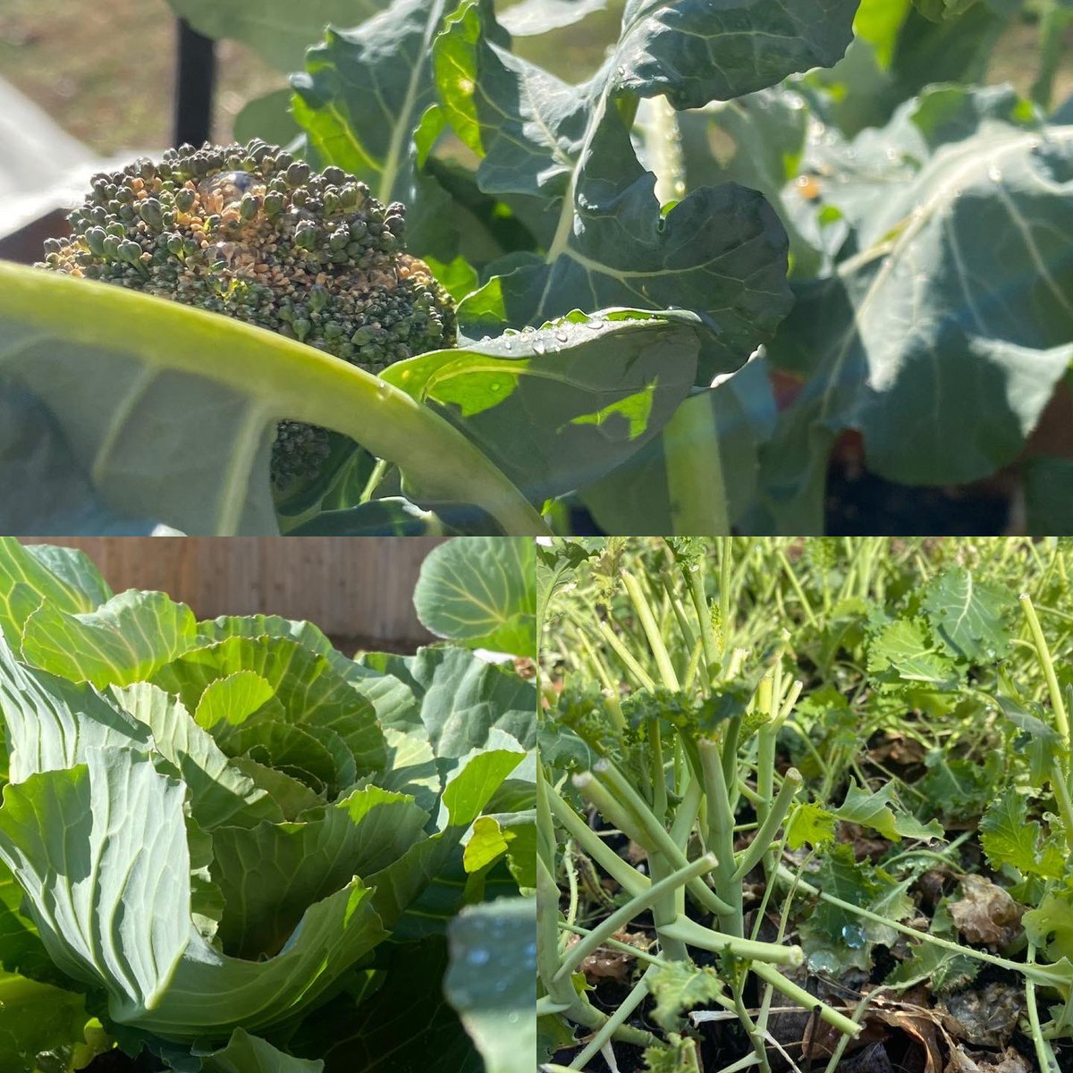 PWAwsNC's tweet photo. Today in the garden we checked up on our growing collards, cabbage, broccoli, and kale. We also planted chives, peas, mustard greens, and spinach! If you would like to be part of our garden please message us for more details! We’d love to have you join us! https://t.co/QFsw61Ob7a