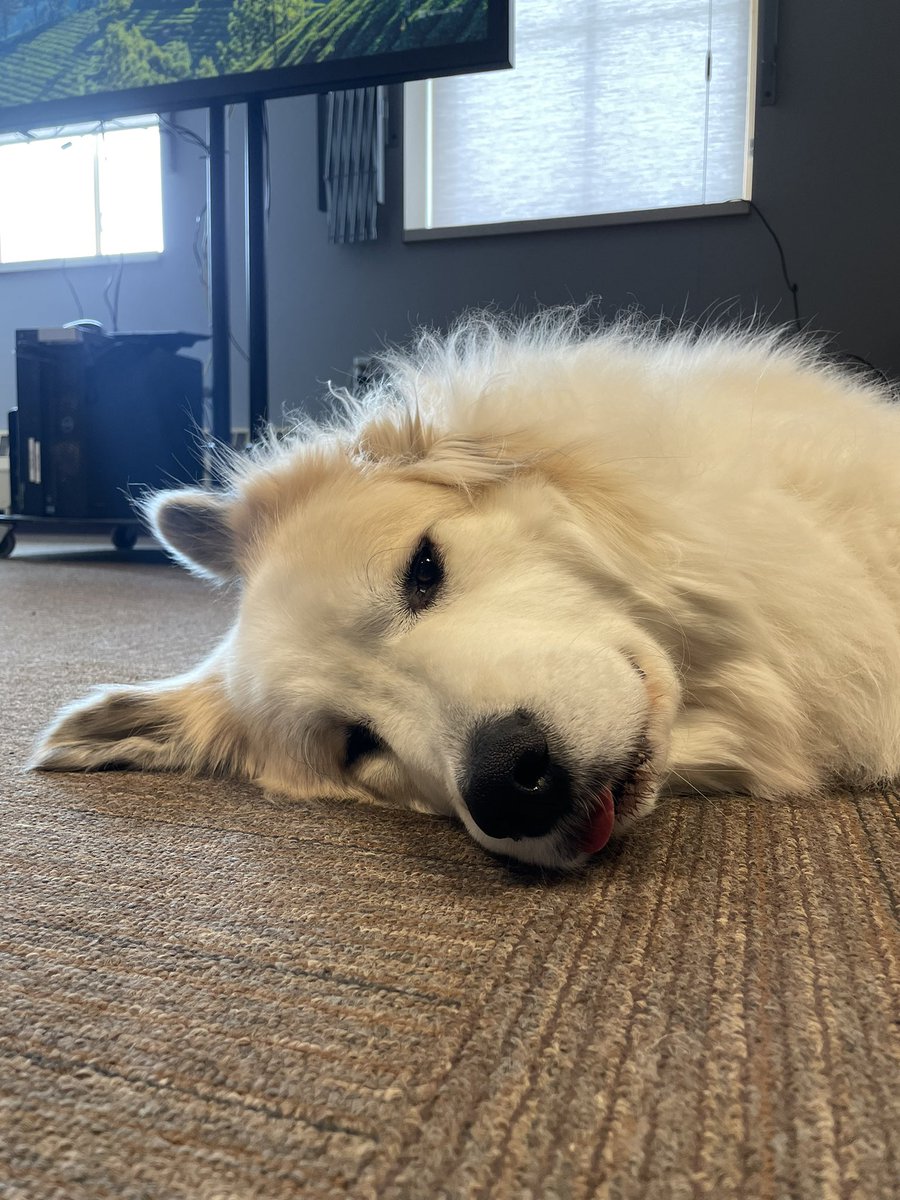 briggslesavage's tweet photo. Yeah, definitely a “no bones” day.
#HarryFriday https://t.co/ekTEDH5sgB