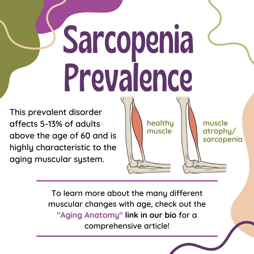 Welcome to this weeks Aging Anatomy! 
This week we are exploring the age-related changes to the muscular system! Check out the link in our bio to explore more health changes in the older population!