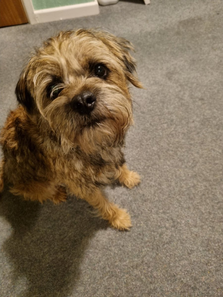 House_Carrot's tweet photo. Looking sassy on a Friday. "Head, shoulders, knees, toes, don't know these hoes
Face, lips, eyes, nose, camera, click, we pose" #BTPosse #dogsoftwitter we both chanelling our inner @todrick https://t.co/G7HCTtXYTP