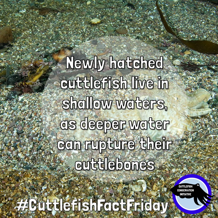 cuttle_cons's tweet photo. It's #CuttlefishFactFriday! Small, newly hatched cuttlefish live in shallow waters, as deeper waters (from around 50m depth) can implode their cuttlebone, the internal shell they use for buoyancy!
📸 @.paulnaylormarinephoto https://t.co/xxjUgunBP9