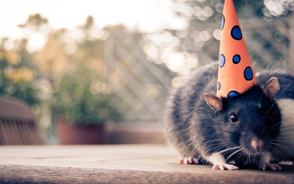 TCNLab's tweet photo. Happy International Day of Women &amp; Girls in Science!

To the women in the TCNLab, we are so proud of all your accomplishments! 

#WomenInScience #WomenInSTEM #CelebratoryRat https://t.co/zRhBa8GEaf
