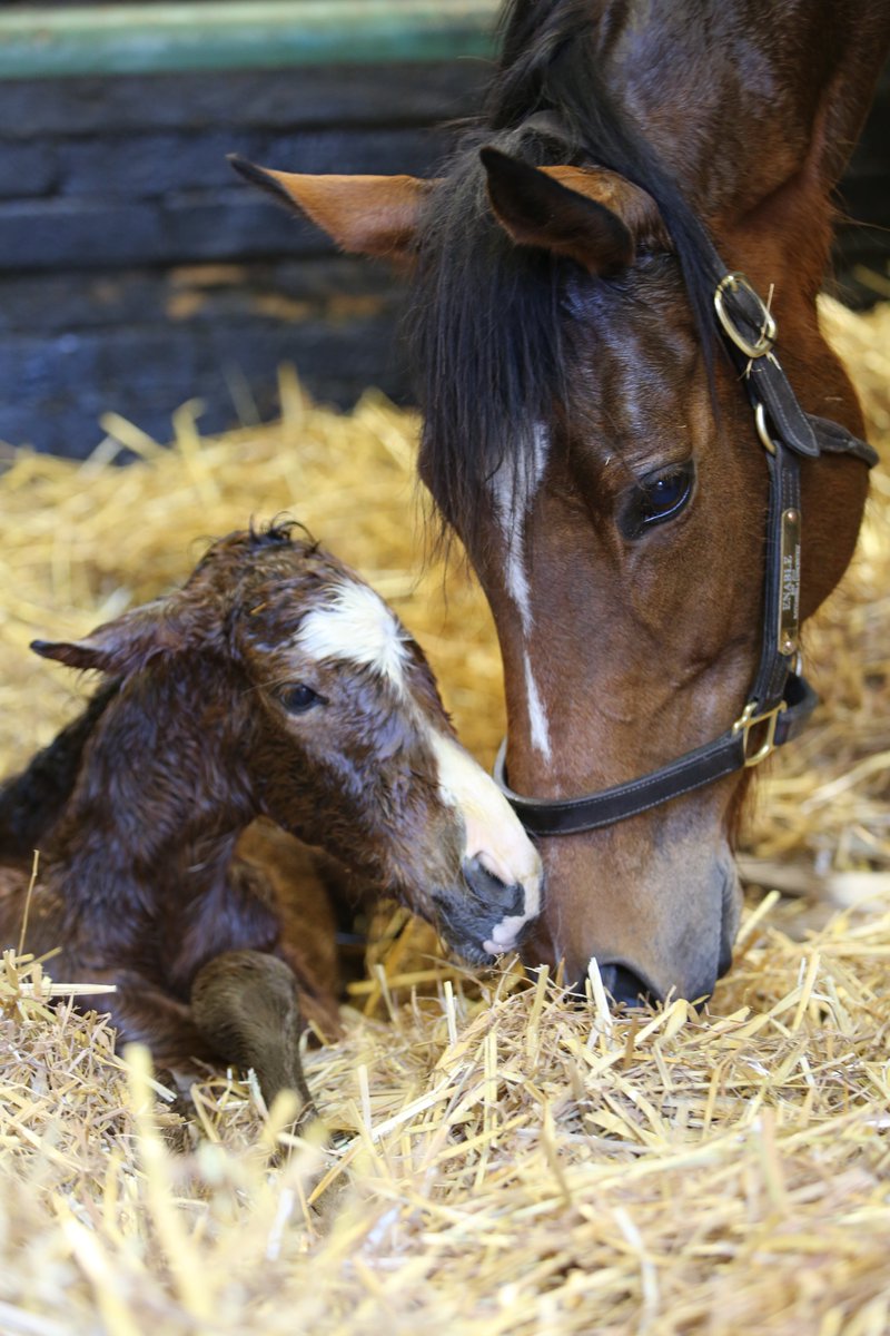 Born just two hours ago, this is Enable's first foal, a colt by Kingman. Juddmonte reports "Enable has taken to her maternal duties extremely well."