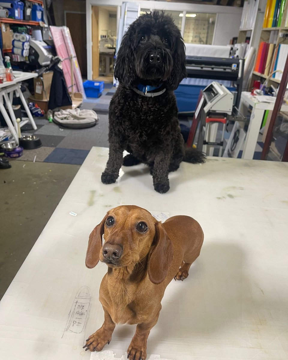 Sign_IT_UK's tweet image. Our new member of our customer service team Dougie. 3 years experience in a previous job and he is raring to go 🐶

#signmaker #signmakers #outdoorsigns #newforestbusiness #signdesign #signshop #businesssigns #southamptonbusiness #lymingtonbusiness #signwriter #signmaking