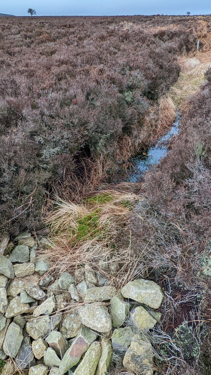 Great to see the fab work of @moorsforfuture in the @peakdistrict today along with a whistle stop tour with @PeakChief talking all things #landscapes. Great to catch up with @peak_chair too. More great feedback for #fipl too 🙂. Great work @peakdistrict team! Thank you.