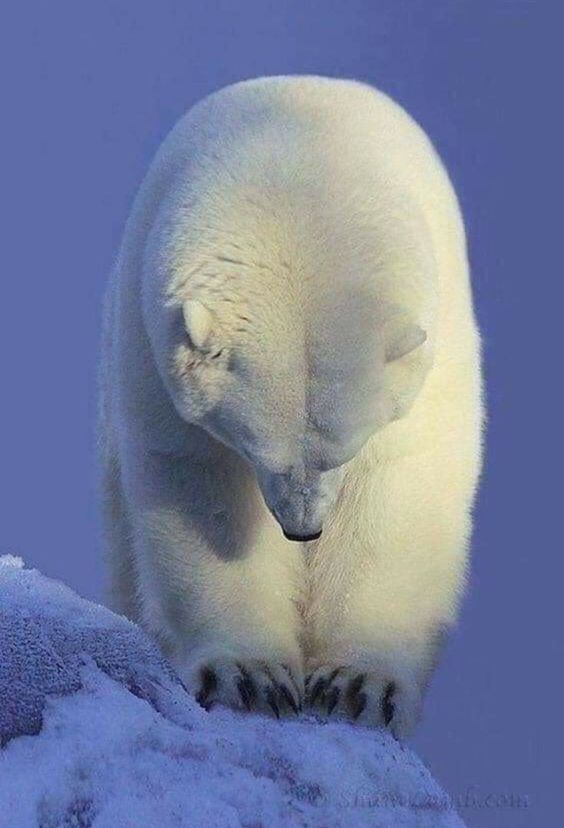Incredible photo ! ❤️❤️❤️
#photos #photography #animals #bears #polarbear