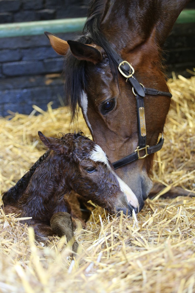 Juddmonte are delighted to announce that Enable has given birth to a strikingly-marked colt foal by Kingman at 3.54pm on Friday 11th February, the day before her own birthday. Enable has taken to her maternal duties extremely well. 
Special moments are worth the wait!