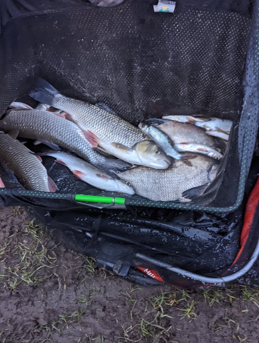 Titch_World's tweet photo. Not a bad session 11lb odd bream ide roach chub perch #HereFishFishFishy https://t.co/WJnS5MCNJO