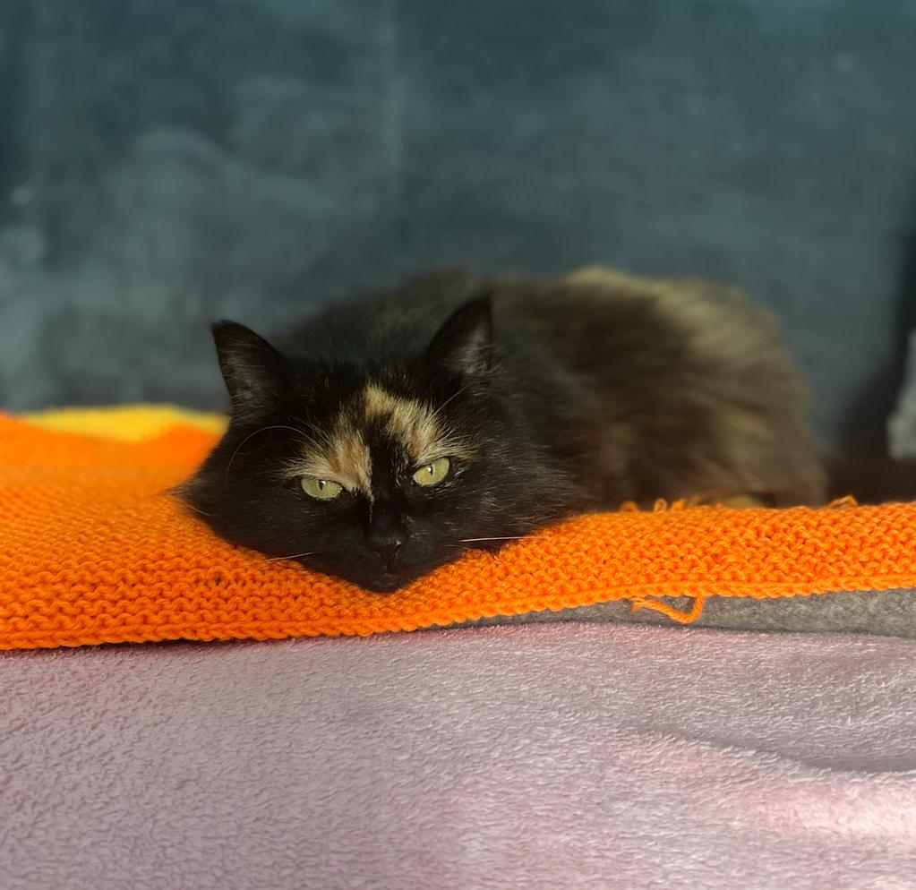 CatChesterfield's tweet photo. Poor puss Sassie is recovering from a nasty infection, after having several teeth removed 😿 she's hoping her course of antibiotics will soon help her feel on top form, then all she needs is to find her forever humans ❤️🤞 #poorlypuss #getwellsoon #FridayThoughts #CatsOfTwitter https://t.co/YnLCTRJ6US