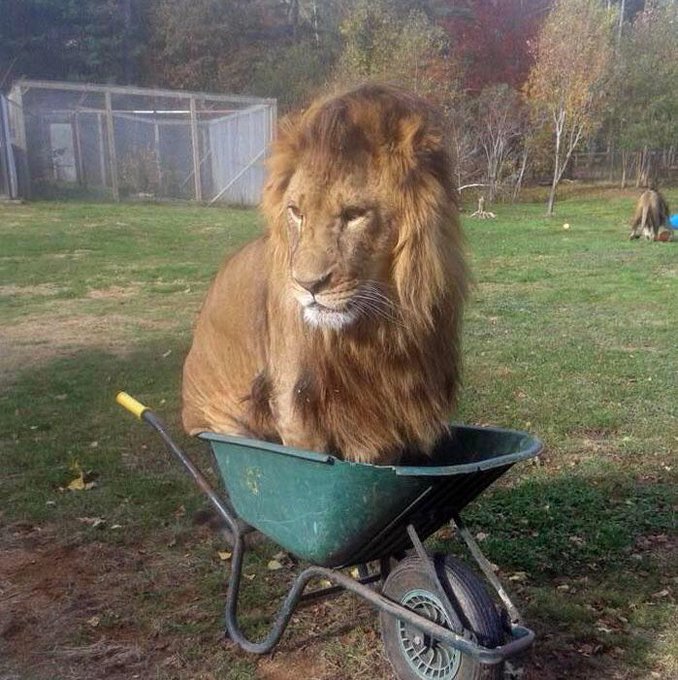 Lacey London tweet media