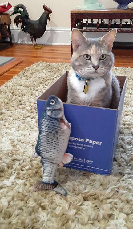 UGotta_Laff's tweet photo. Can I be more obvious? It's time for dinner. I'll be having fish. And a cold glass of Pinot. Thank you & best regards from Peekaboo. (And don't ask for my ID.)
#CatsOnTwitter #CatHeaven #CatLife
#fluffyfursday #CatLovers #itsalwaysplaytime https://t.co/gMOrwCZNlL