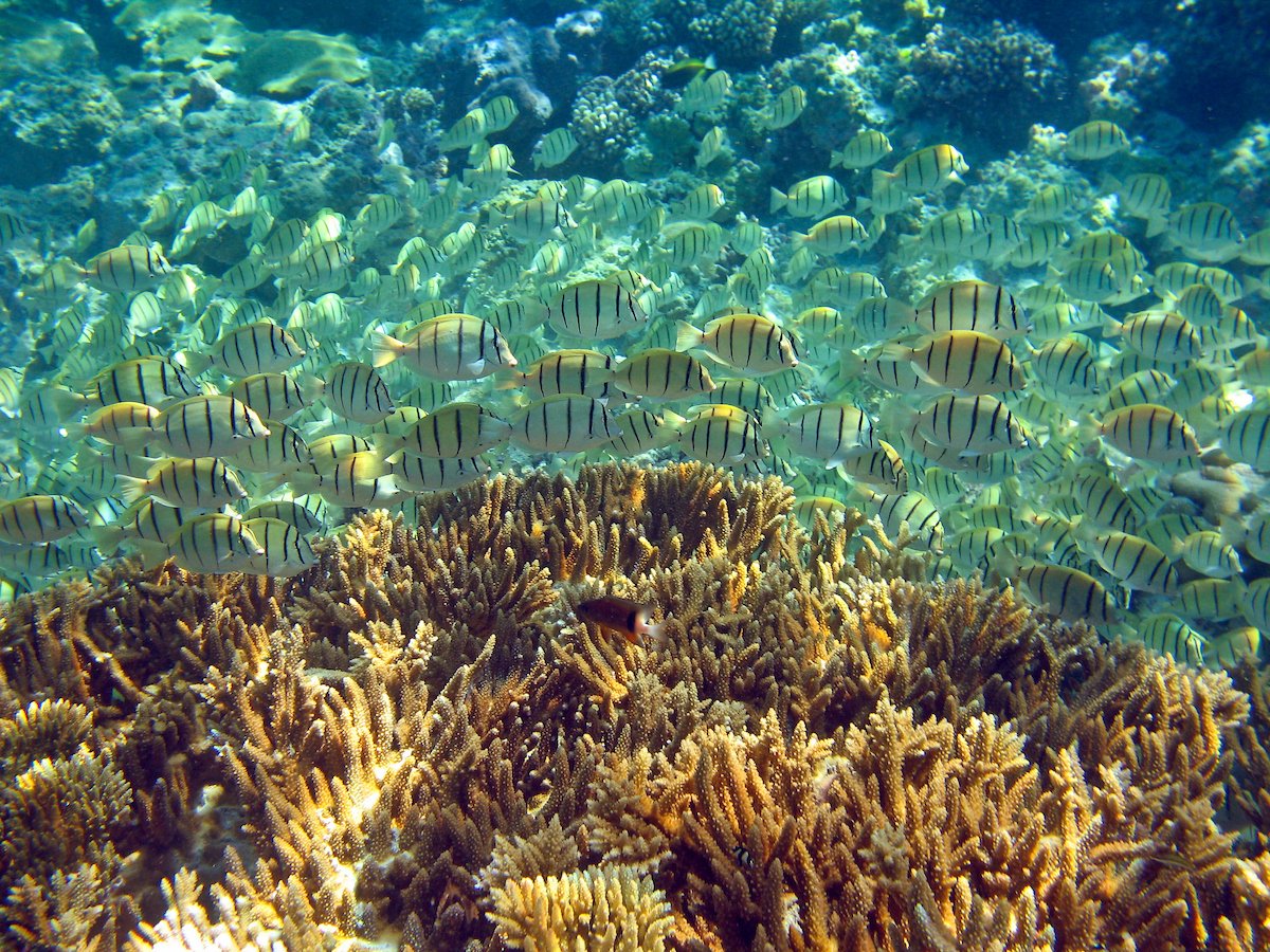 A coral reef surrounded by tropical fish at Palmyra Atoll.