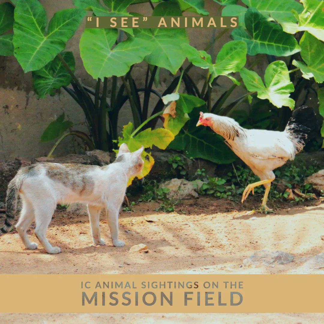 IntlCommission's tweet image. What is this cat thinking?
This pair was caught on camera during an international project in Tema, Ghana in 2017. Our visiting American team worked with local church members to lead 3,825 new believers to Christ that week.
