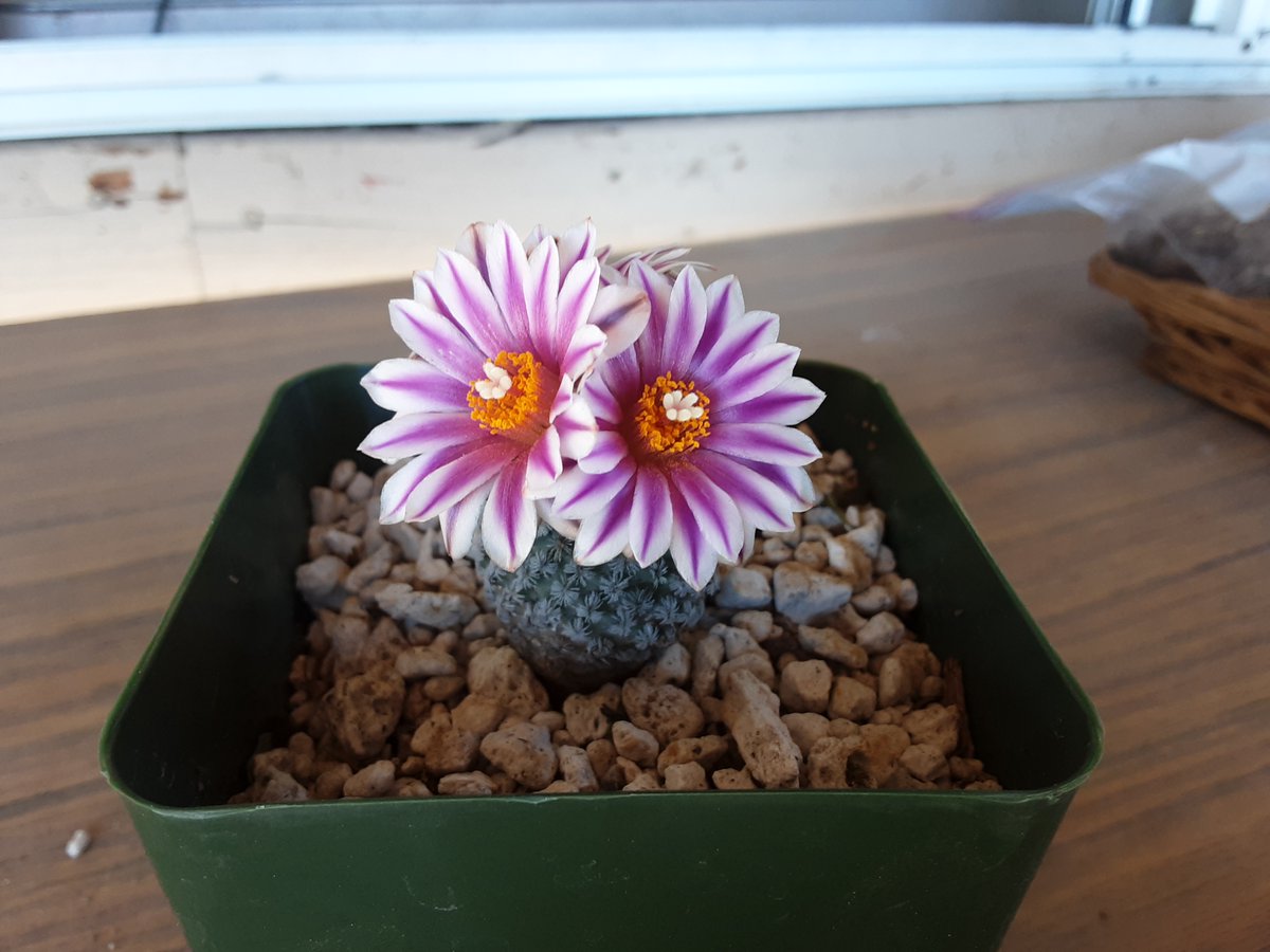 Turbinicarpus pseudopectinatus blooming in JMDC's Granite Hill Nursery. It's great to see the cacti blooming again!

#HowDoYouDiscover #JMDCManyDiscoveries #JMDCGraniteHillNursery