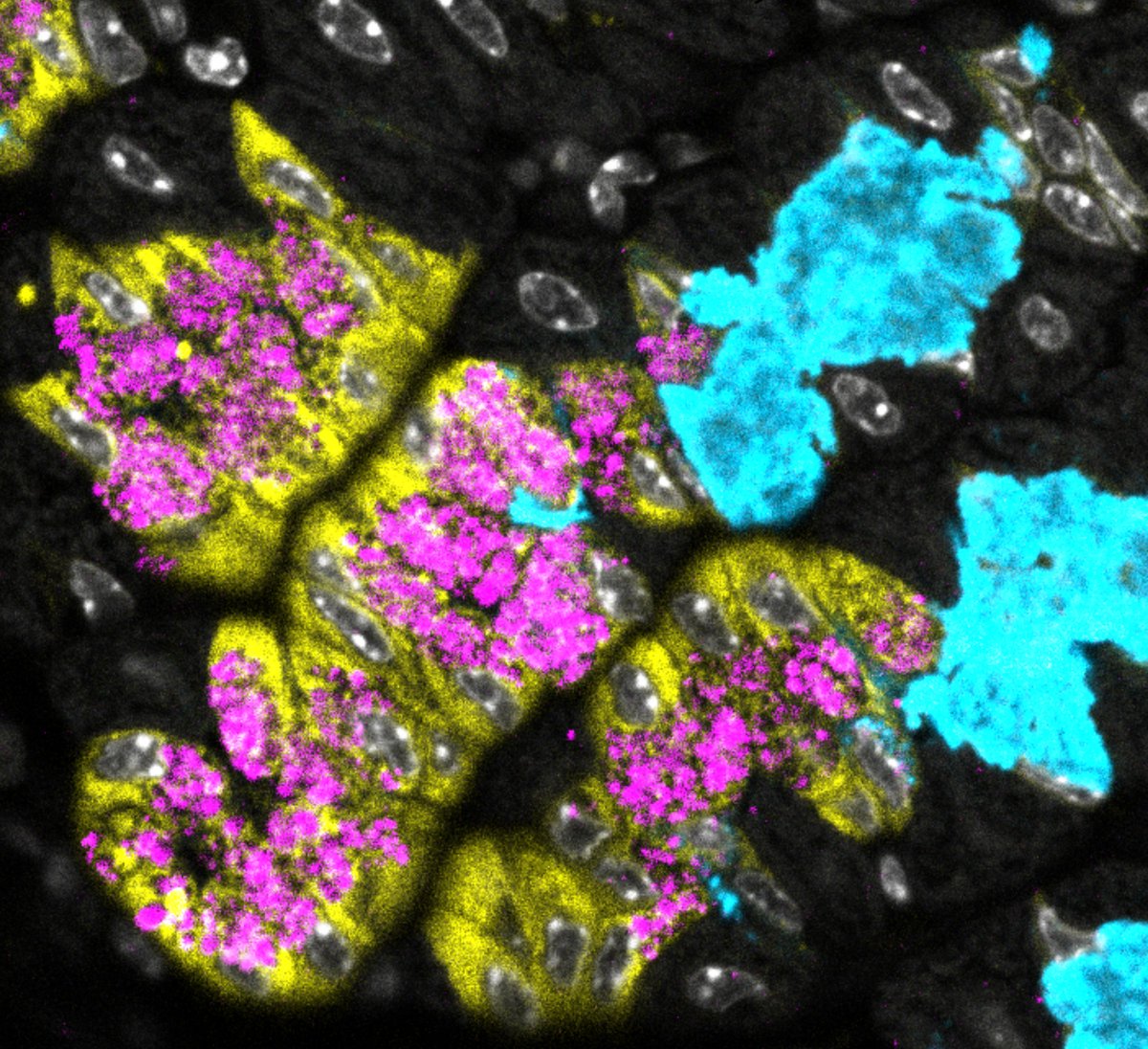 #FluorescenceFriday - The gastric chief cells - bags of ER and secretory granules.