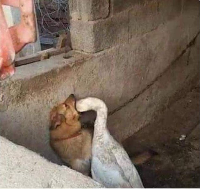 -¿Y cuál película vamos a vvaaghrhdhhkkjdghh...