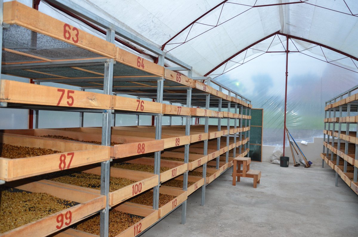 WCoffeeResearch's tweet image. One of the most popular ways to dry coffee is the African Raised Bed Method. This approach allows for optimal airflow above and below the beans to improve drying consistency. Oftentimes, these beds are covered (as seen here at WCR partner Aquiares Coffee). (3/5)