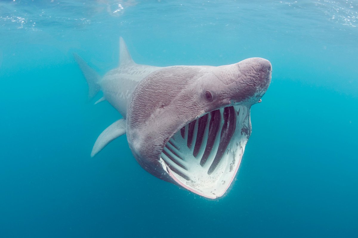 heart4sharks's tweet photo. https://t.co/5w3krUuRvm