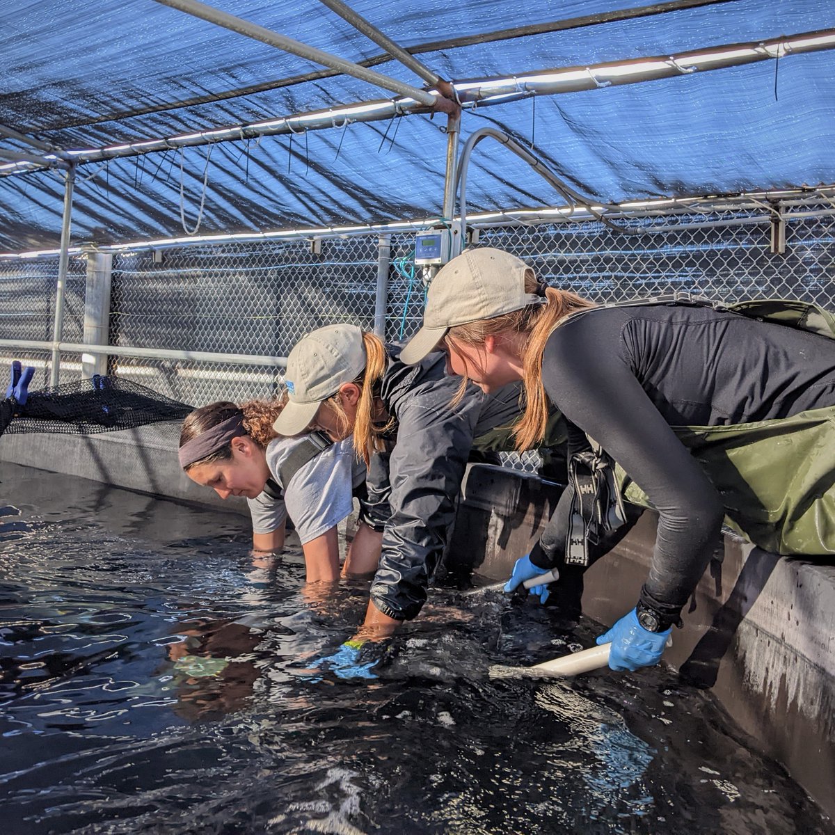 HubbsSeabass's tweet photo. Happy International Day of Women and Girls in Science!

@HubbsResearch is proud of our team of #aquaculture specialists, scientists, and leaders!

This year theme is "Diversity, Equity, and Inclusion: Water Unites Us" and we couldn't agree more
#womeninscience #womeninaquaculture https://t.co/bA5HmVJUWm