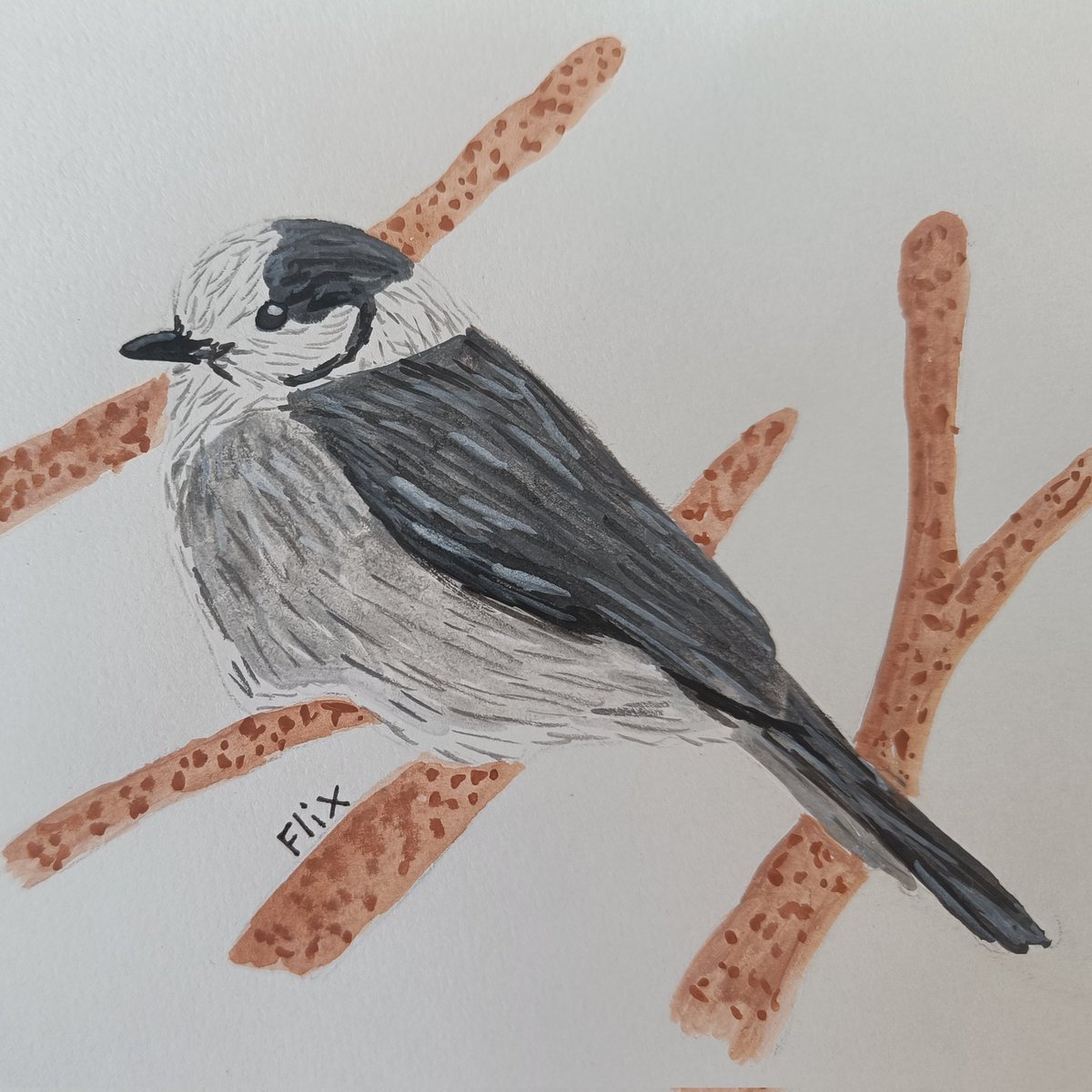 Birbfest 18: Gray Jay

instagram.com/p/CZ1ZkAVoK4r/…
#bird #nature #watercolor #aquarelle